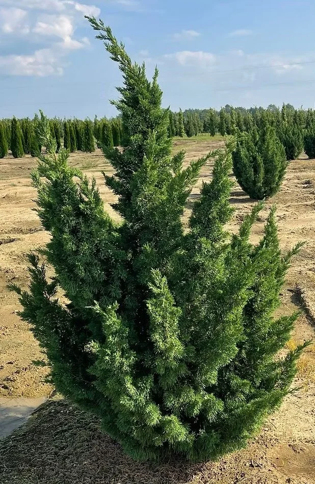 Iowa Upright Juniper