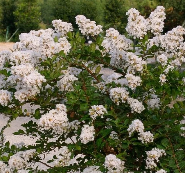 Thunderstruck White Lightening Crape Myrtle