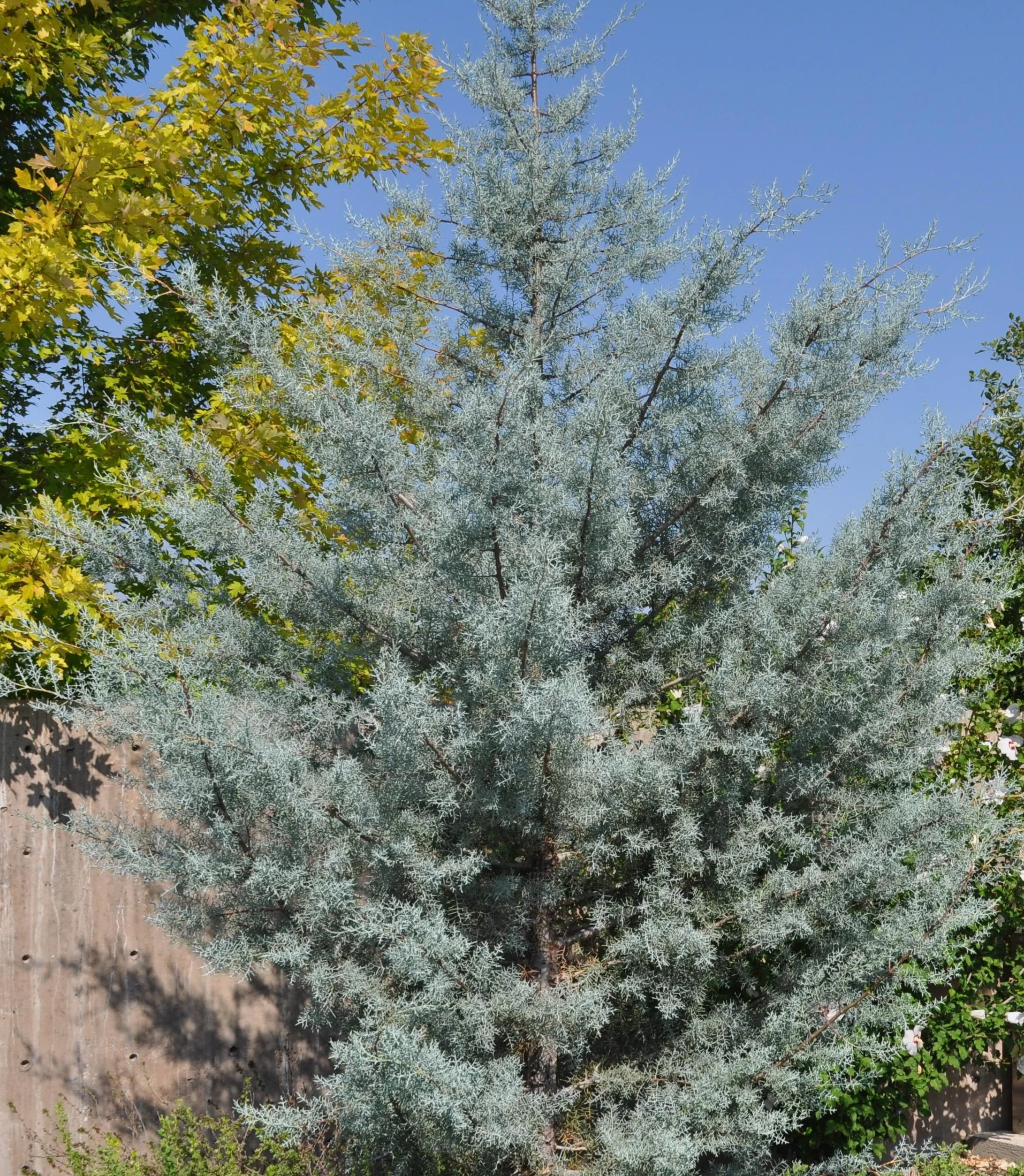 Arizona Silver Smoke Cypress