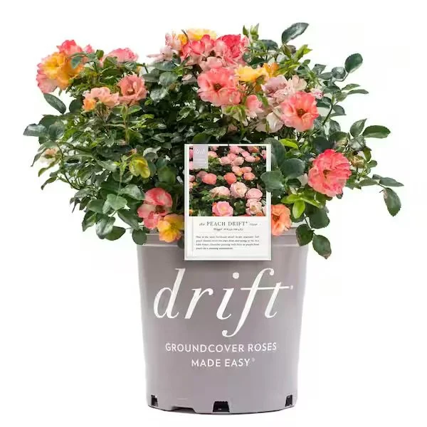 DRIFT ROSE®: PEACH