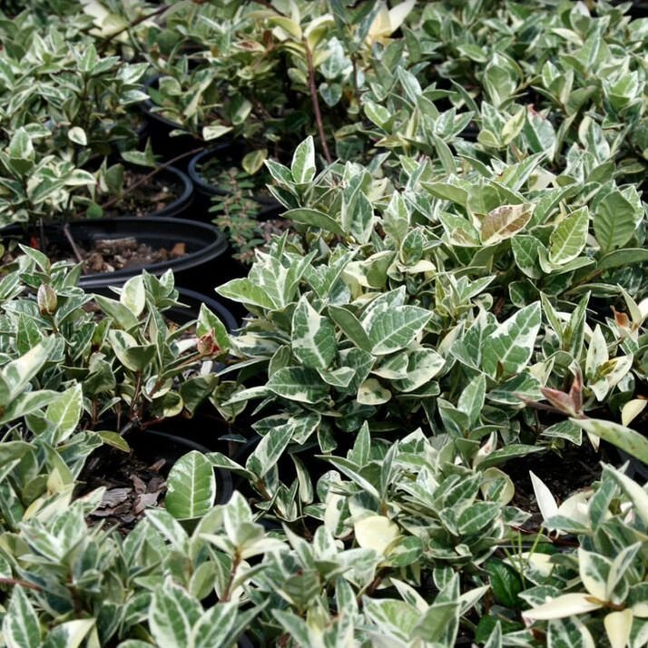 Variegated Minima Jasmine