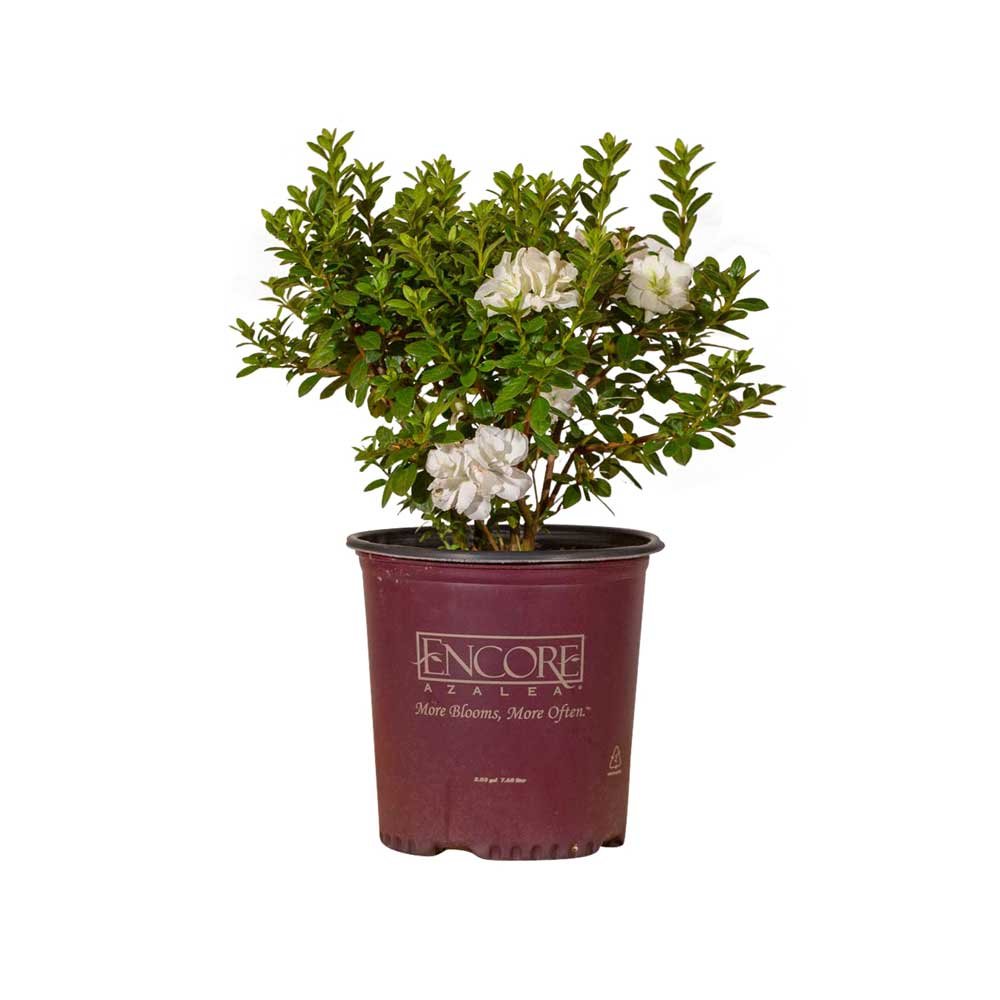 Encore® Azaleas: Autumn Moonlight​®