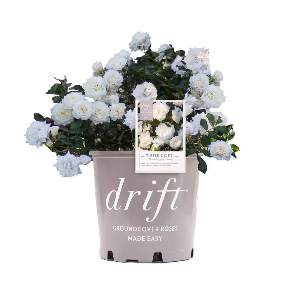 DRIFT ROSE®: WHITE