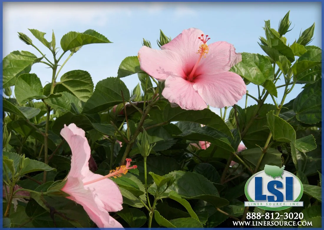 Hibiscus Seminole Pink