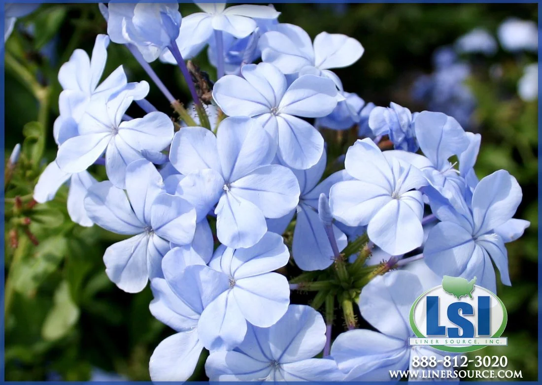 plumbago-1_orig.jpg