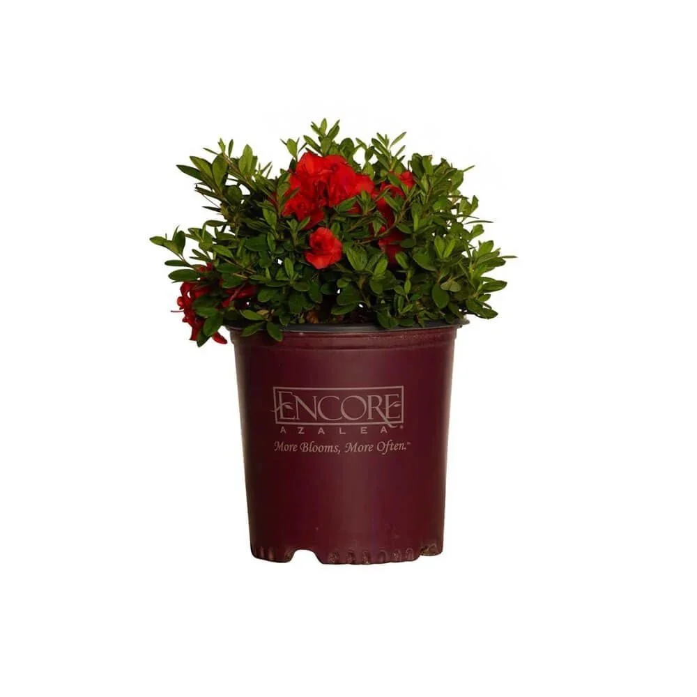 encore-azalea-autumn-embers-2g-clipped.jpeg