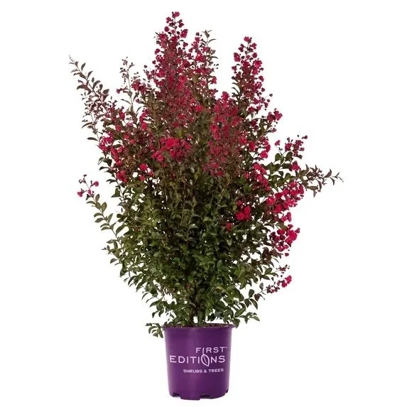 Southern Living- Delta Jazz​® Crape Myrtle 2.jpeg