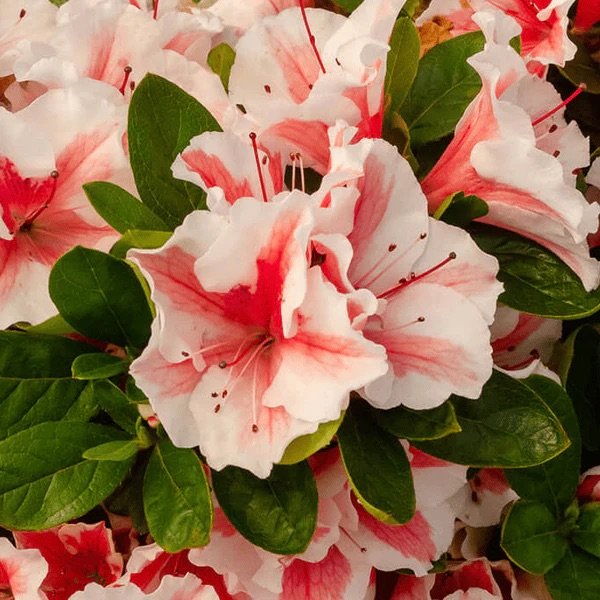 Encore® Azaleas- Autumn Starburst​ _.jpeg