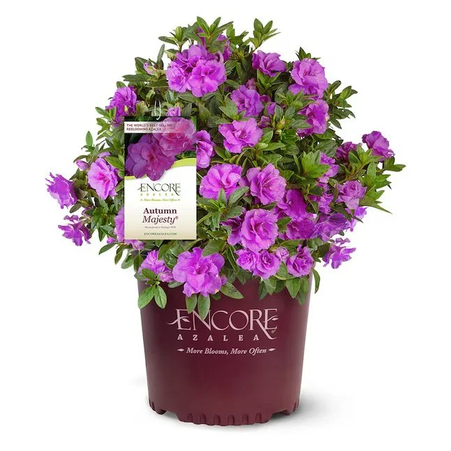 Encore®​ Azaleas: Autumn Amethyst​