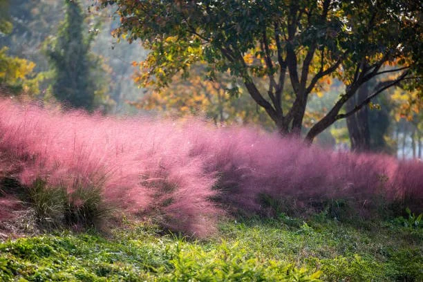 Pink muhly grass growing in a park, with trees in the background and sunlight filtering through the leaves.