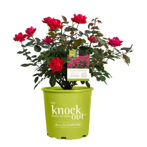 KNOCK OUT® ROSE: DOUBLE RED