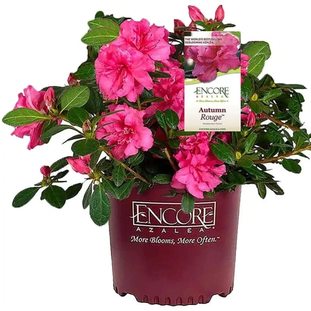 Encore® Azaleas: Autumn Rouge​