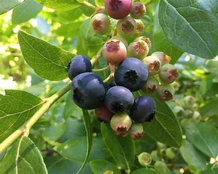 Blueberries