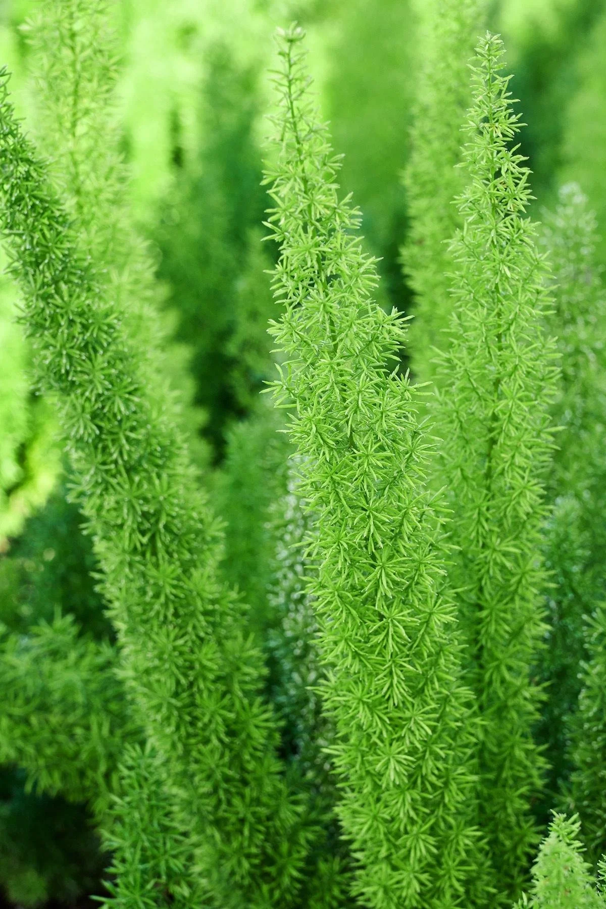Close-up of bright green, spiky, succulent plants with small needle-like leaves.