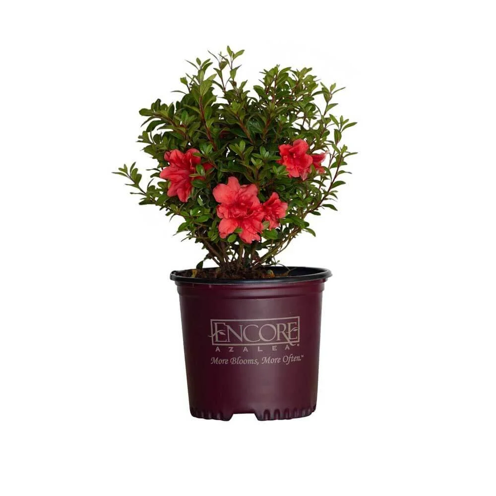 Encore® Azaleas: Autumn Princess​