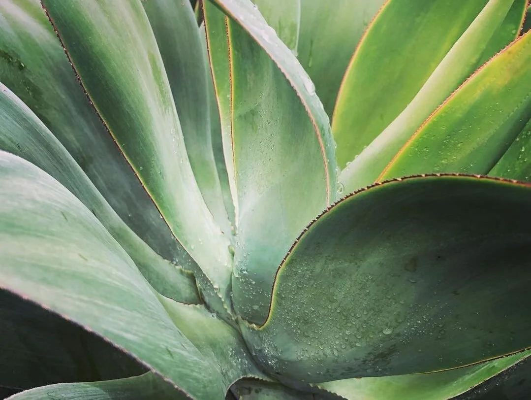 Agave Blue Flame
