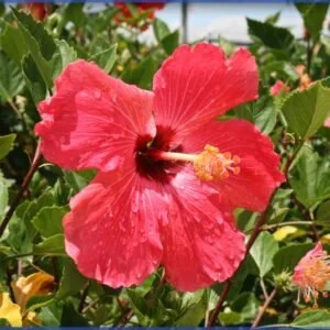 Hibiscus Painted Lady