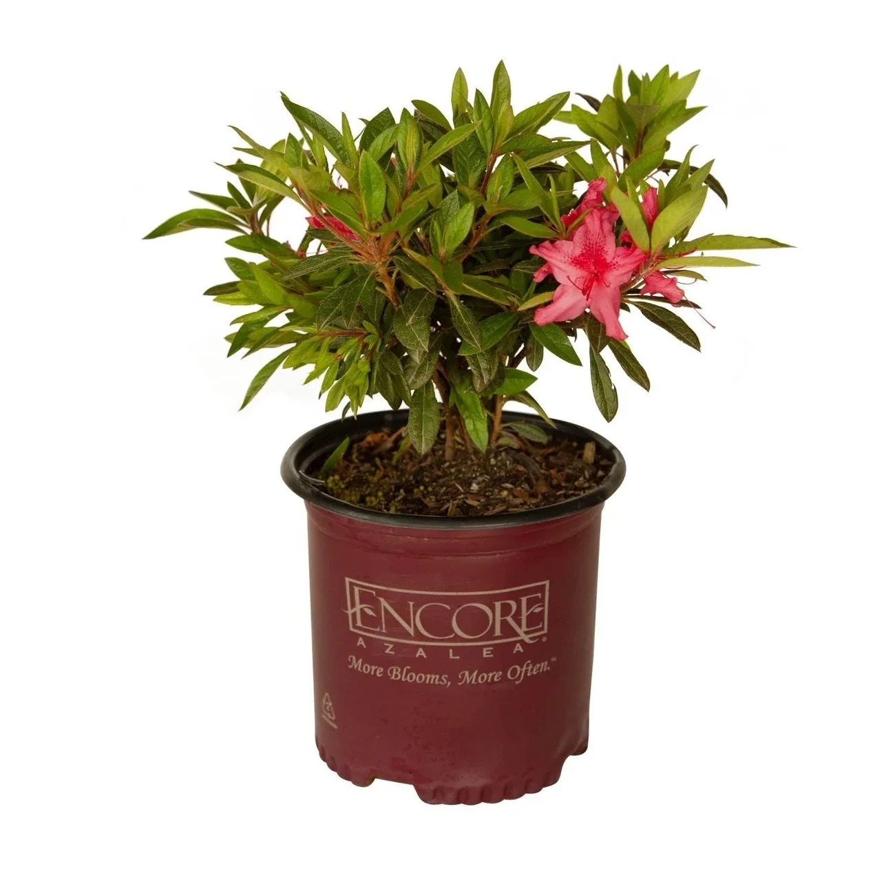 Encore® Azaleas: Autumn Sundance​®