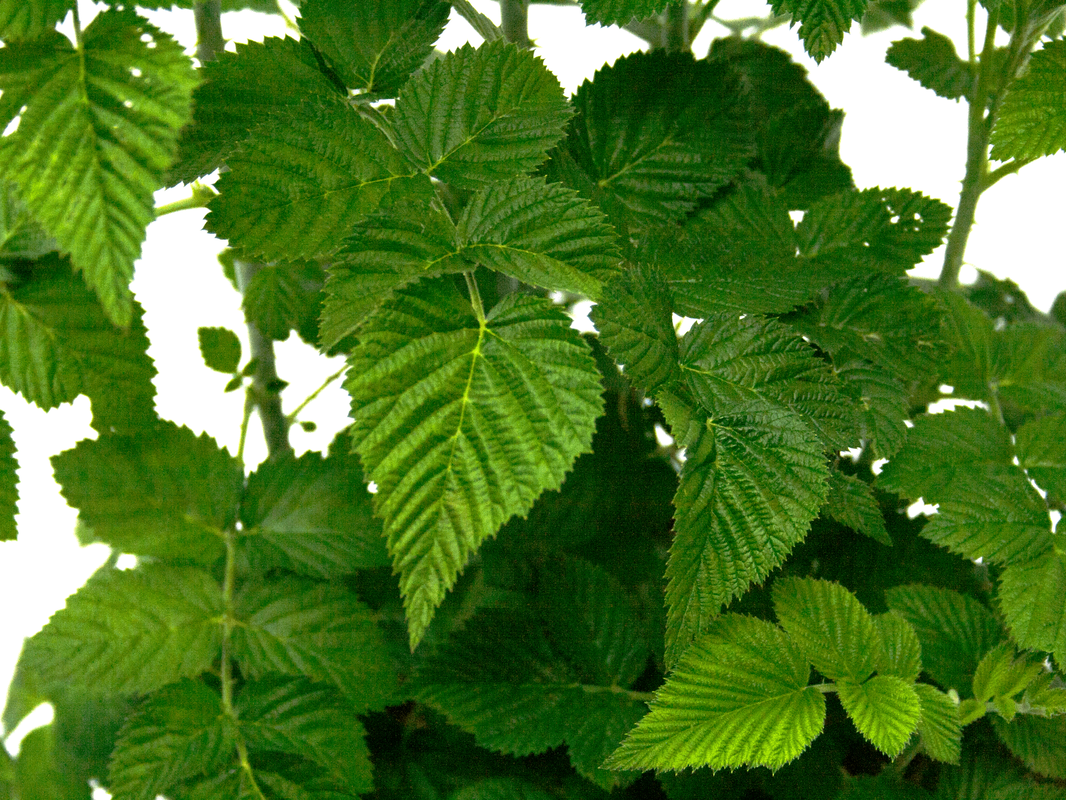 Raspberry ( Mysore Raspberry )