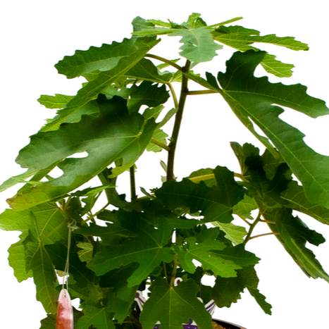 Figs