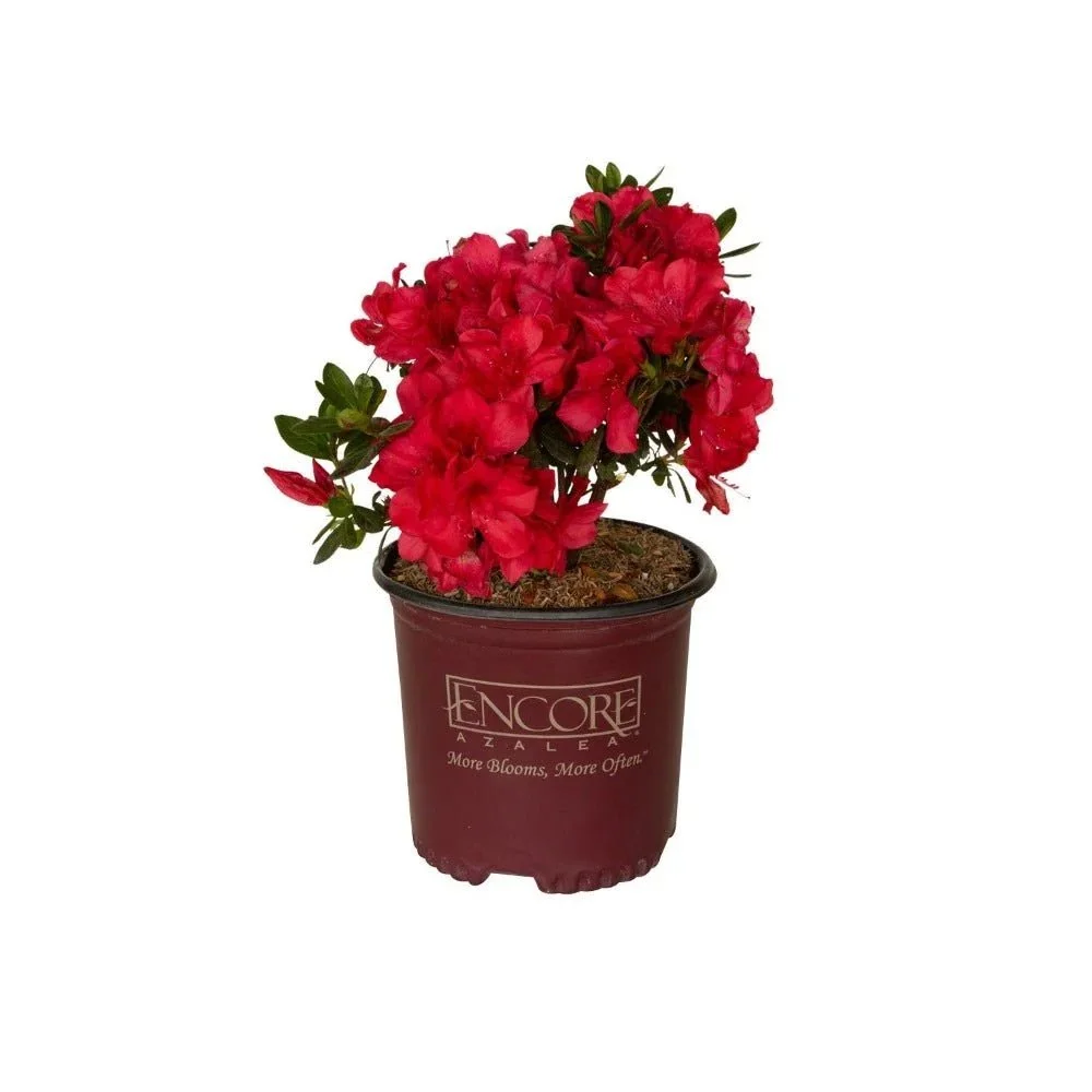 Encore® Azaleas: Autumn Bravo