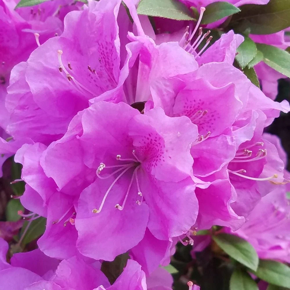 Encore® Azaleas- Autumn Lilac_.jpeg