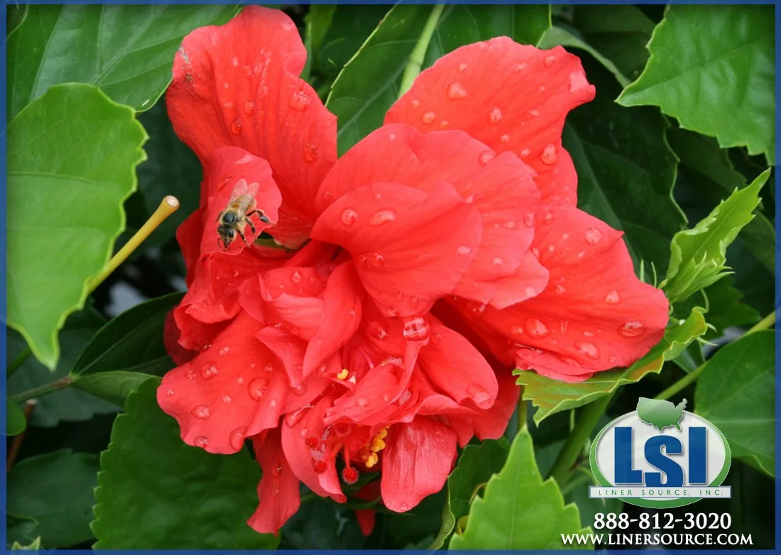 Hibiscus Celia