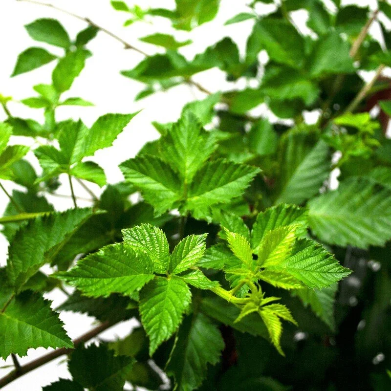 Close-up of green leaves on a plant, likely a raspberry plant, with serrated edges and textured surface.