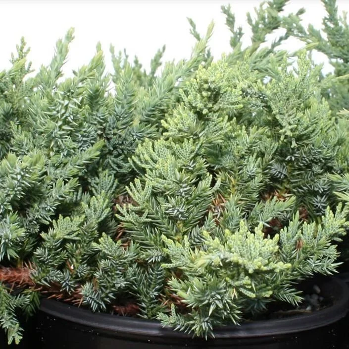 Close-up of a potted succulent plant with dense, green, needle-like leaves.