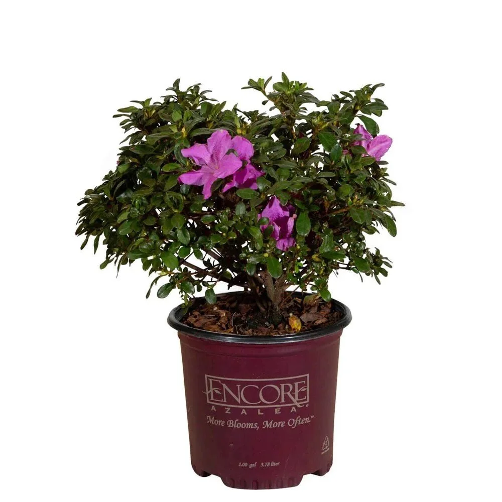 Encore® Azaleas: Autumn Lilac