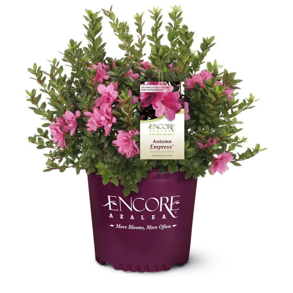 Encore® Azaleas: Autumn Empress​