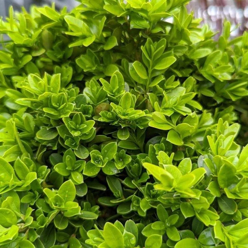 Sunburst Boxwood