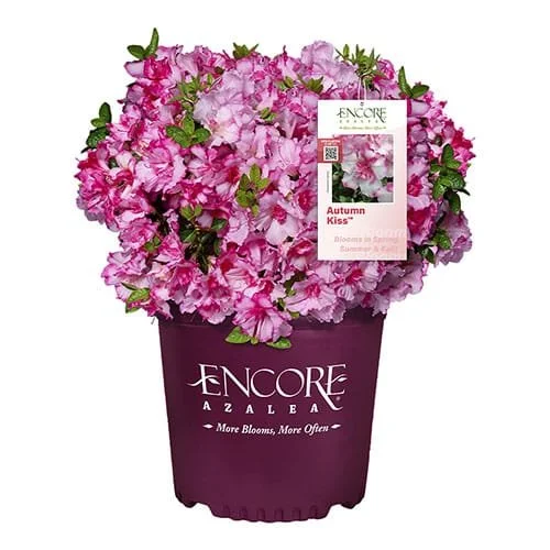 Encore Autumn Kiss® .jpg
