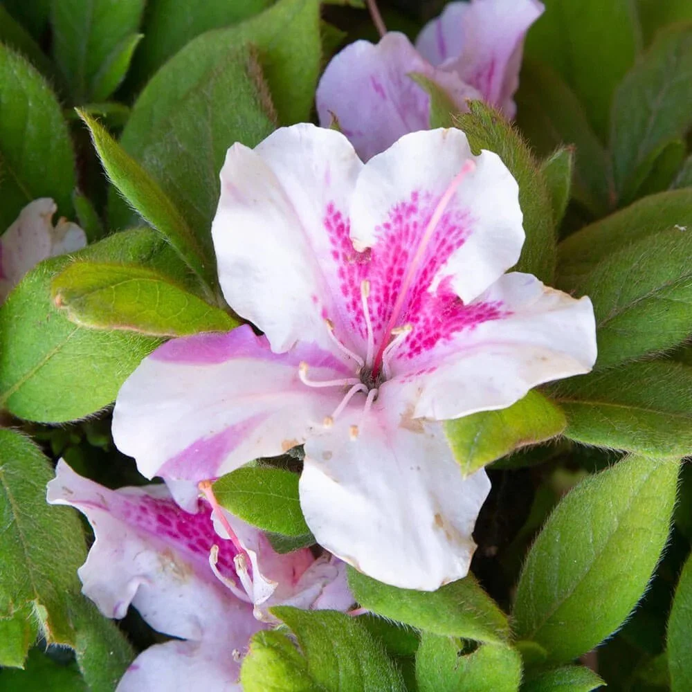 Encore® Azaleas- Autumn Twist.jpeg