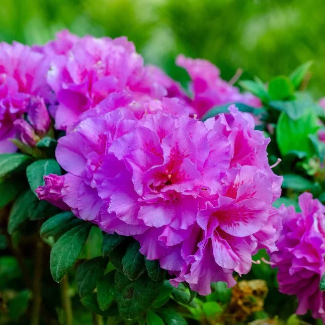 Encore®​ Azaleas purple.jpeg