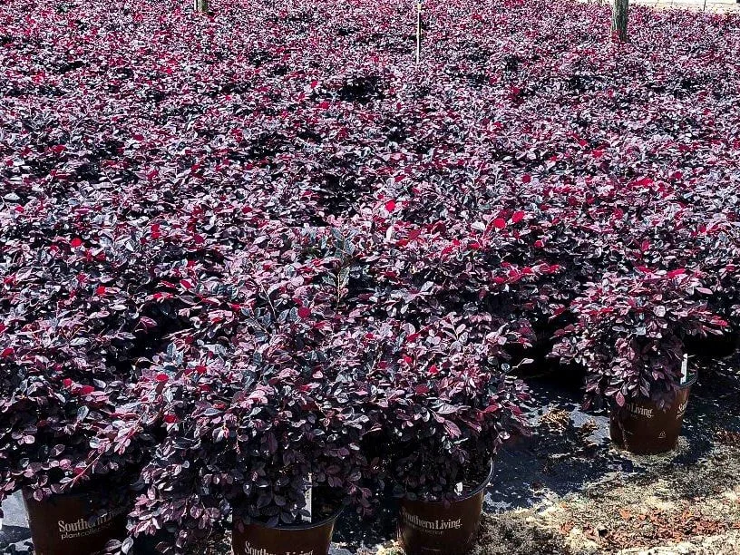 Rows of purple-leafed plants in black containers in a nursery or garden center.