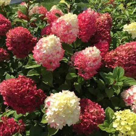 Proven Winners®- Little Lime Punch hydrangea.jpeg