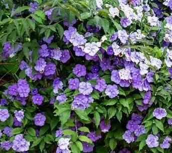 Brunfelsia (Yesterday, Today and Tomorrow)