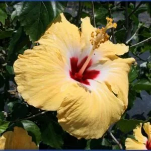 Hibiscus Sunset Yellow