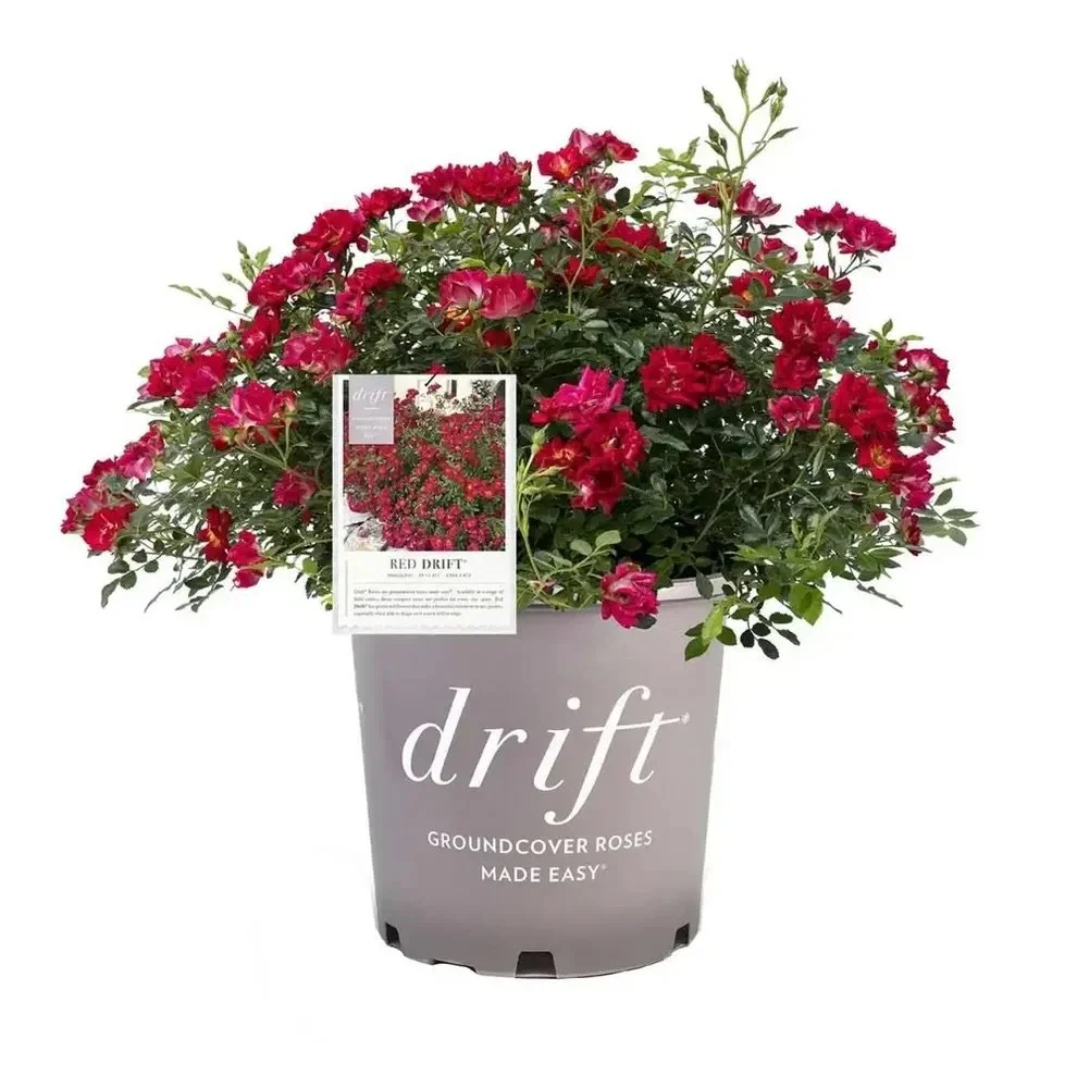 DRIFT ROSE®: RED