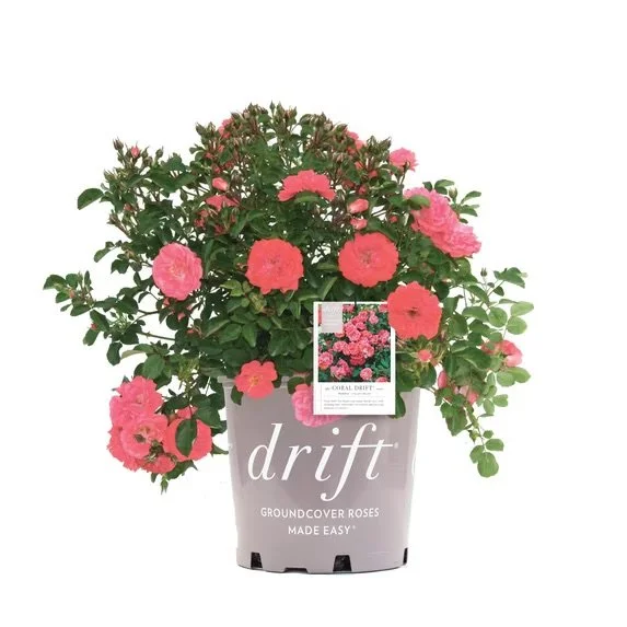 DRIFT ROSE®: CORAL