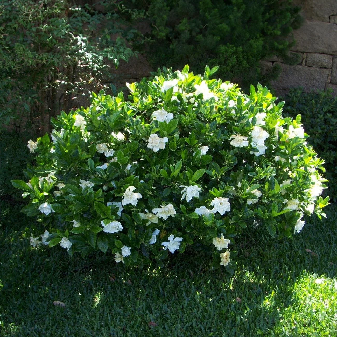 Frostproof Gardenia