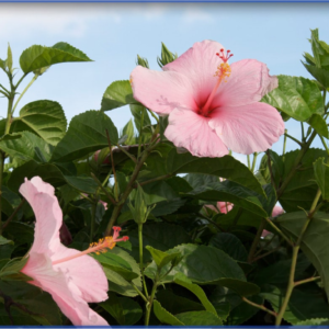 Hibiscus Seminole Pink
