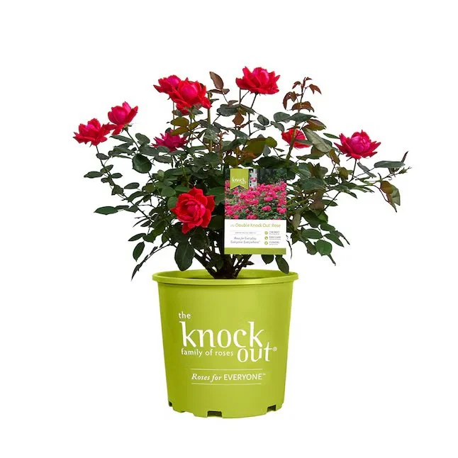 KNOCK OUT® ROSE: SINGLE RED