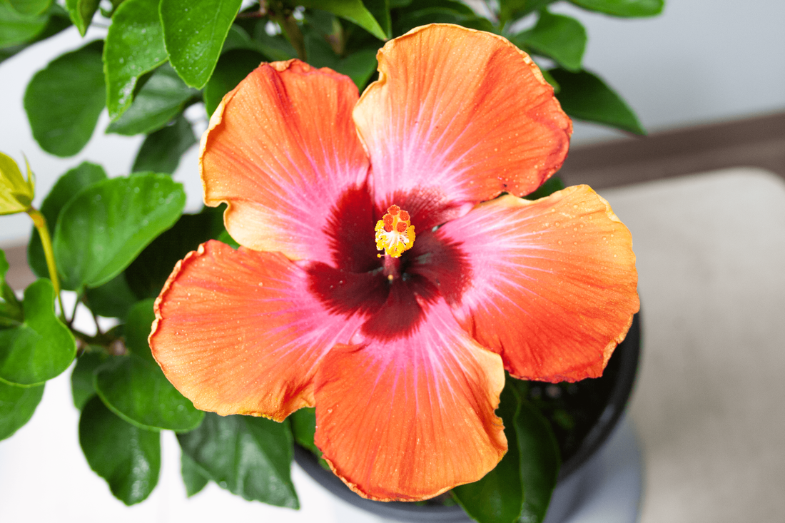 hibiscus-fiesta_orig.png