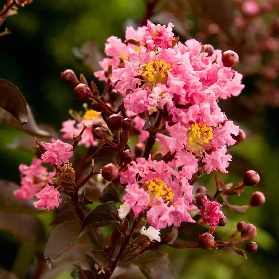 Southern Living- Delta Jazz​® Crape Myrtle.jpeg