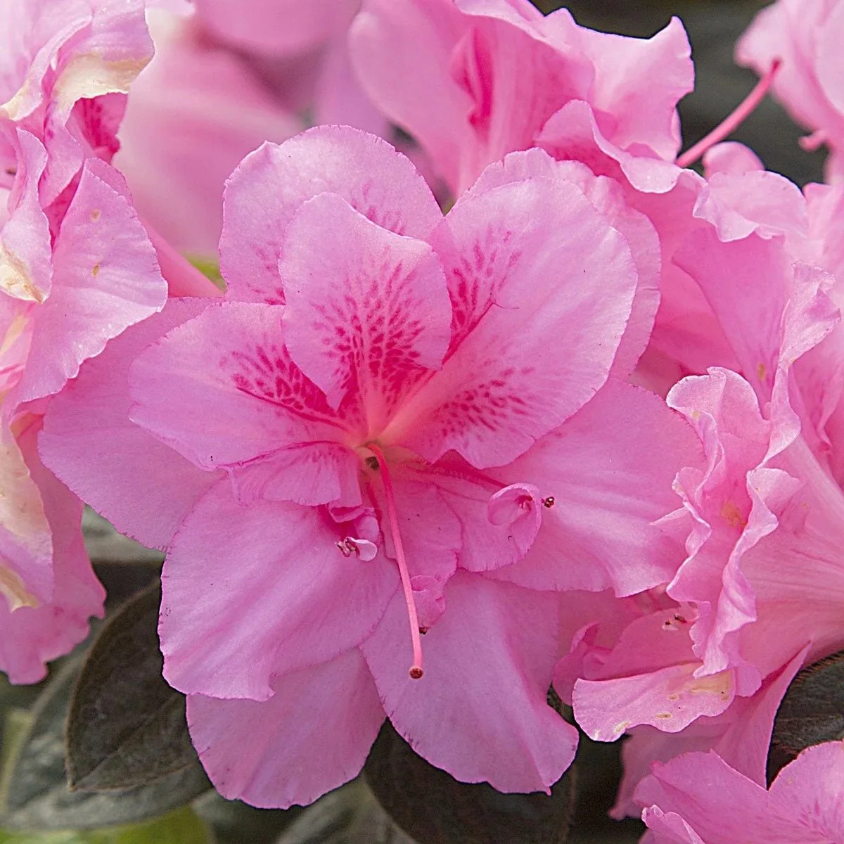 Encore Azelea Carnation.jpeg (Copy)