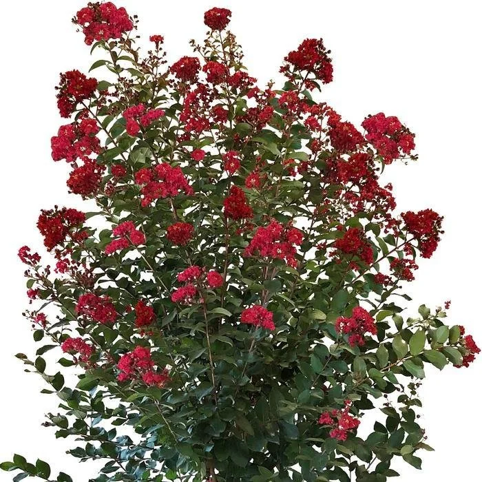 Colorama™ Scarlet Red Crape Myrtle