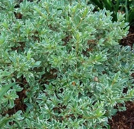 Silver Sword Azalea