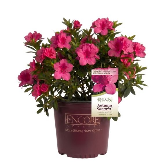 Encore® Azaleas: Autumn Sangria​